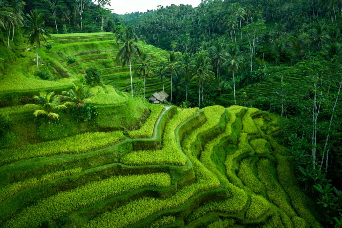 Tegalalang Rice Terrace