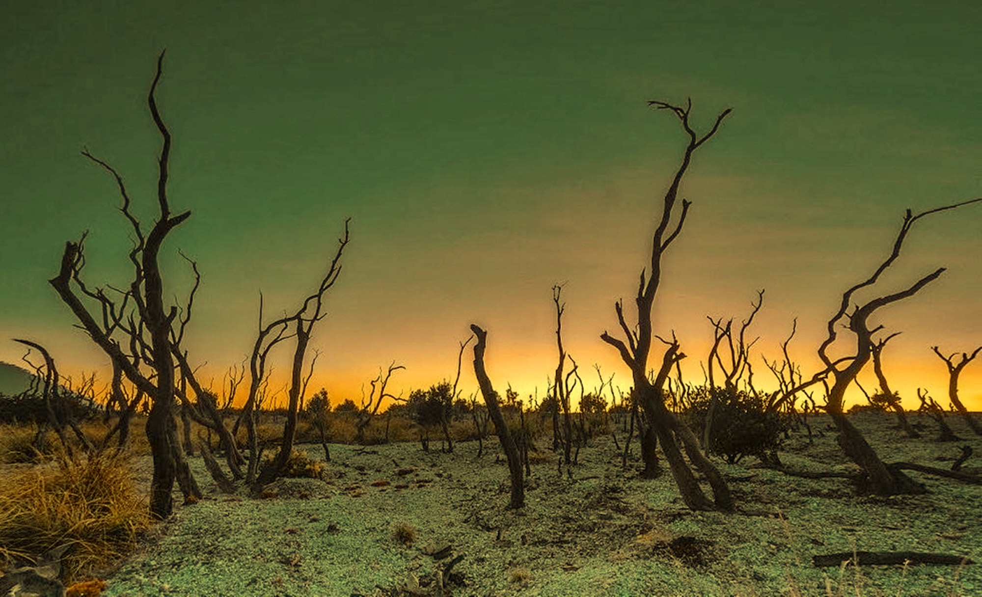 Hutan Mati Gunung Papandayan